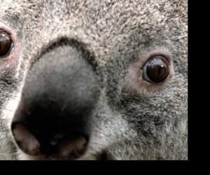 Koala e1462959367473